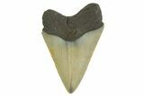 Serrated, Fossil Megalodon Tooth - North Carolina #298879-1